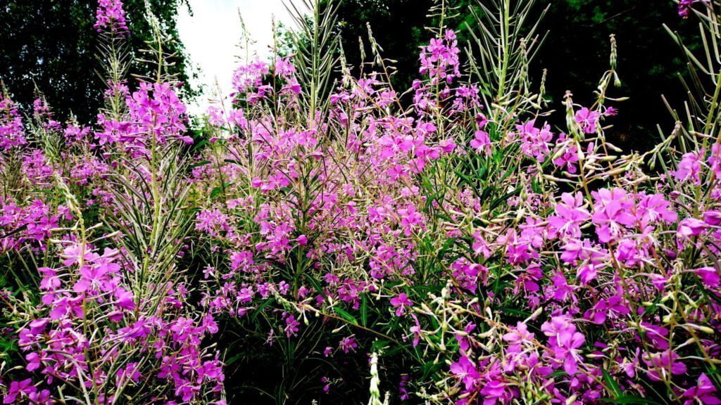 Siauralapis gaurometis Ožkarožė