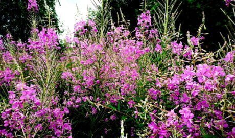 Siauralapis gaurometis Ožkarožė