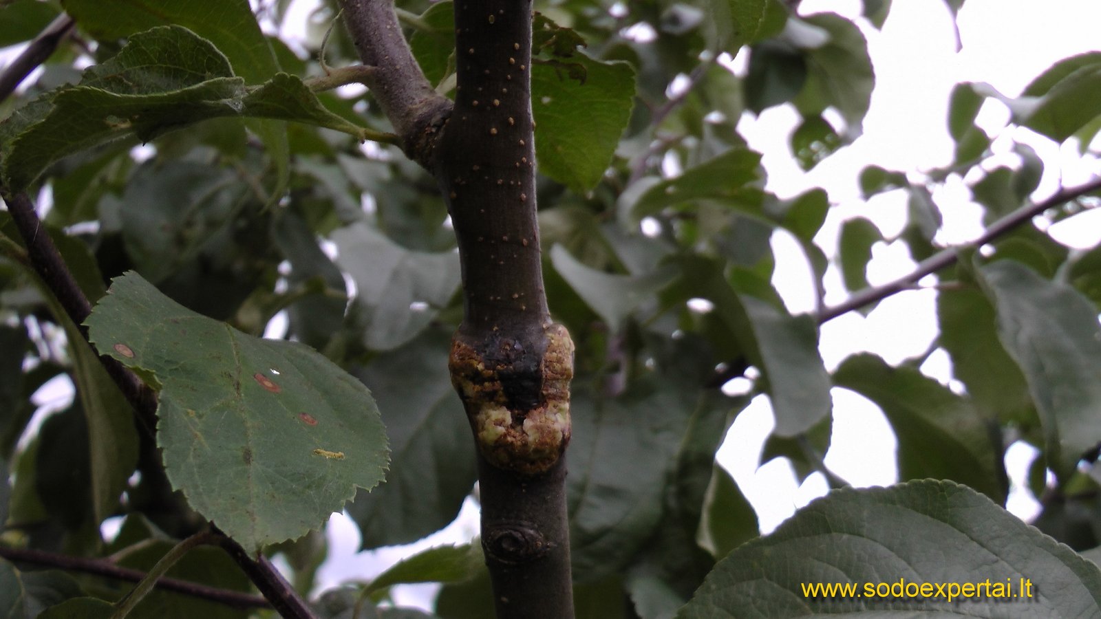 Skiepijimo sekatorius sugijimas