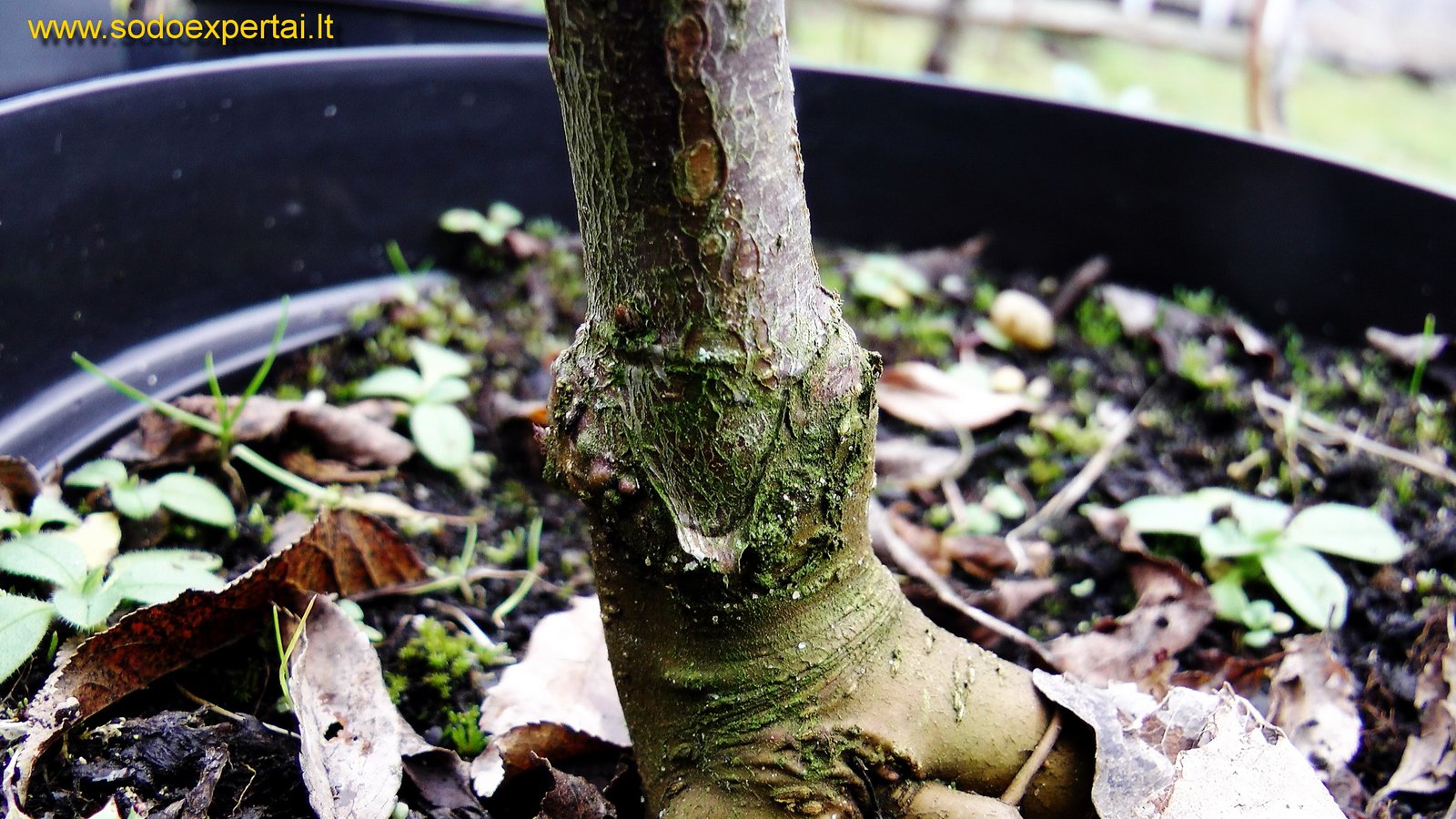 Skiepijimo sekatorius