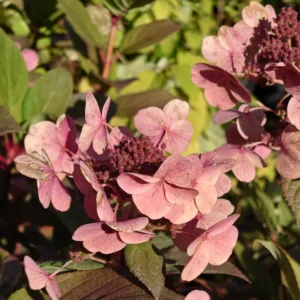 Šluotelinė hortenzija Early Sensation® (lot. Hydrangea paniculata „Bulk“)