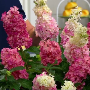Šluotelinė hortenzija Mega Mindy® (lot. Hydrangea paniculata „ILVOMindy“)