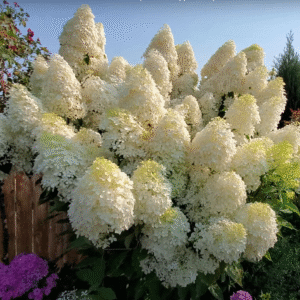 Šluotelinė hortenzija Phantom