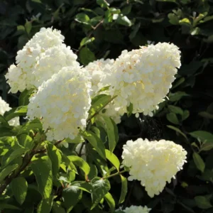 Šluotelinė hortenzija Polar Bear® (lot. Hydrangea paniculata „Polar Bear“)