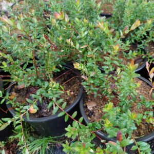 Stambiauogės spanguolės „Pilgrim“ (lot. Vaccinium macrocarpon „Pilgrim“), sodinukai 1.5 L vazone