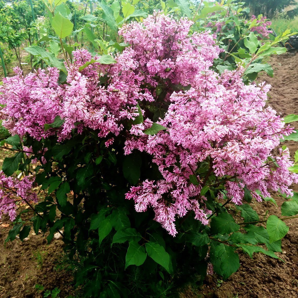 Alyvos kanadinės Preston „Royalty” (lot. Syringa x prestoniae „Royalty”)