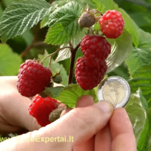 Avietė „Glen Ample“ (lot. Rubus idaeus „Glen Ample“). Vazone 3L