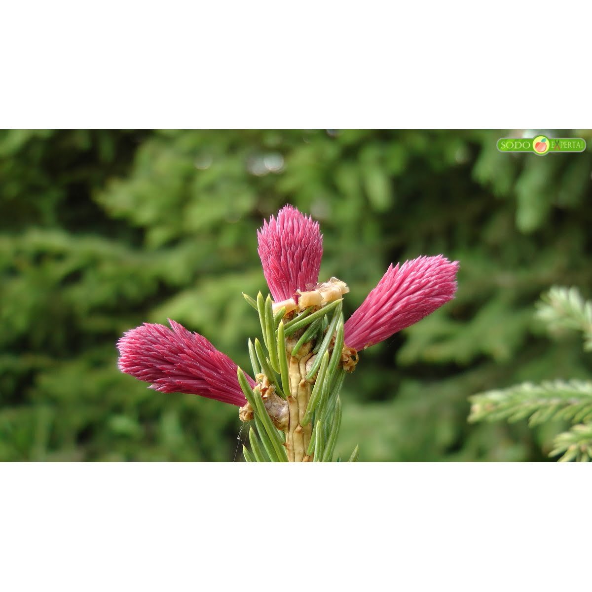 Eglė paprastoji „Rubra Spicata” (lot. Picea abies „Rubra Spicata“)