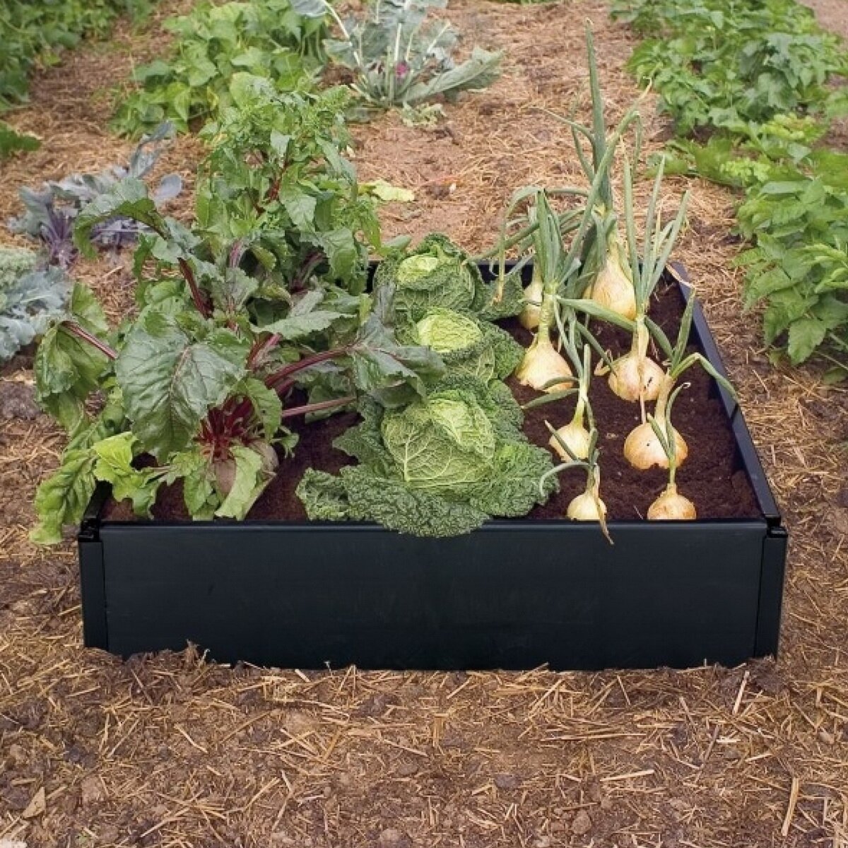 Pakelta lysvė „Grow“