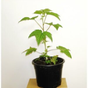 Juodasis serbentas „Jadrionaja“ (lot. Ribes nigrum „Jadrionaja“). Vazone.