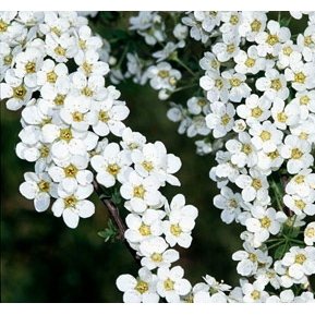 Lanksva pilkoji „Grefsheim“ (lot. Spiraea x cinerea „Grefsheim“)