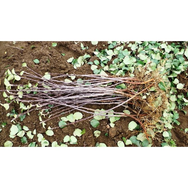 Obelų poskiepiai M-26. 10 vnt. Šaknys hidrogelyje.