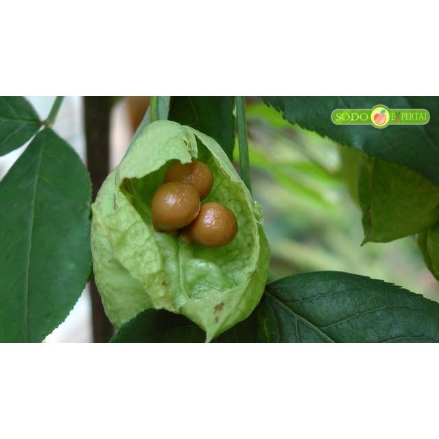 Plunksnalapis lekėčius (lot. Staphylea pinnata L.)