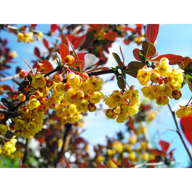 Raugerškis otavinis „Superba“ (lot. Berberis ottawensis „Superba“)
