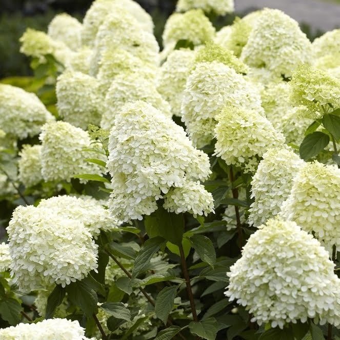 Šluotelinė hortenzija Limelight® (lot. Hydrangea paniculata „Limelight“)