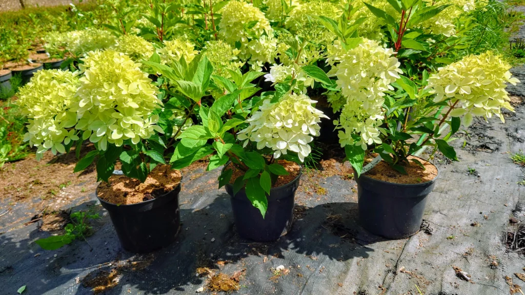 Šluotelinė hortenzija Phantom sodinukai