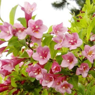 Veigėlė gražiažiedė „Styriaca“ (lot. Weigela florida „Styriaca“)