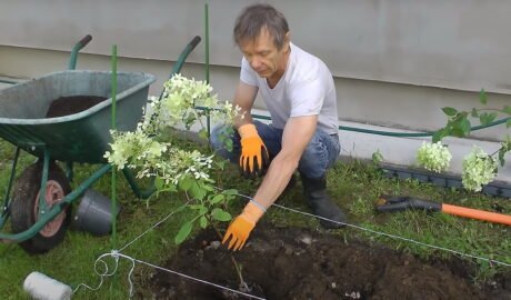 Kaip sodinti hortenzijas