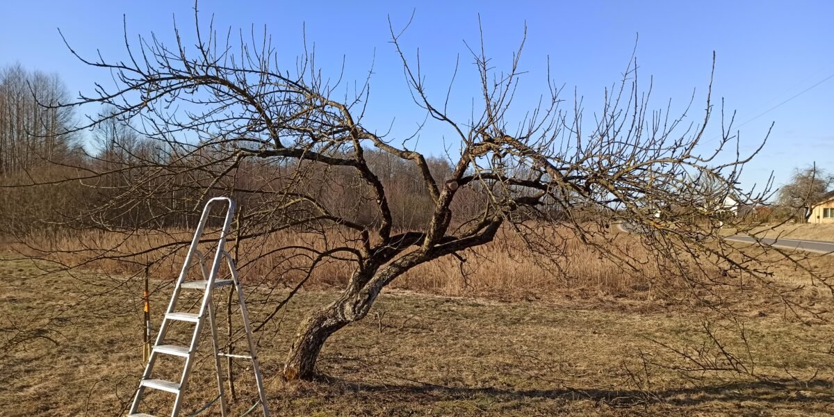 Kriaušių genėjimas