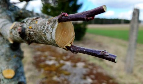 Vaismedziu skiepijimas