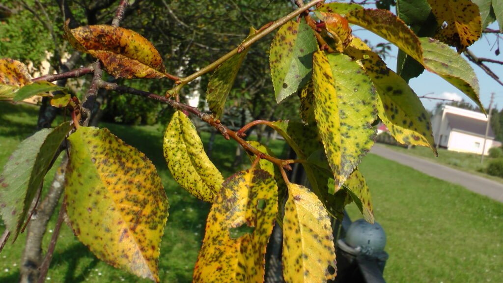 Vyšnių ir trešnių kokomikozė
