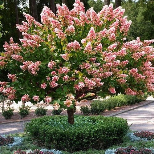 Pink Diamond ant koto