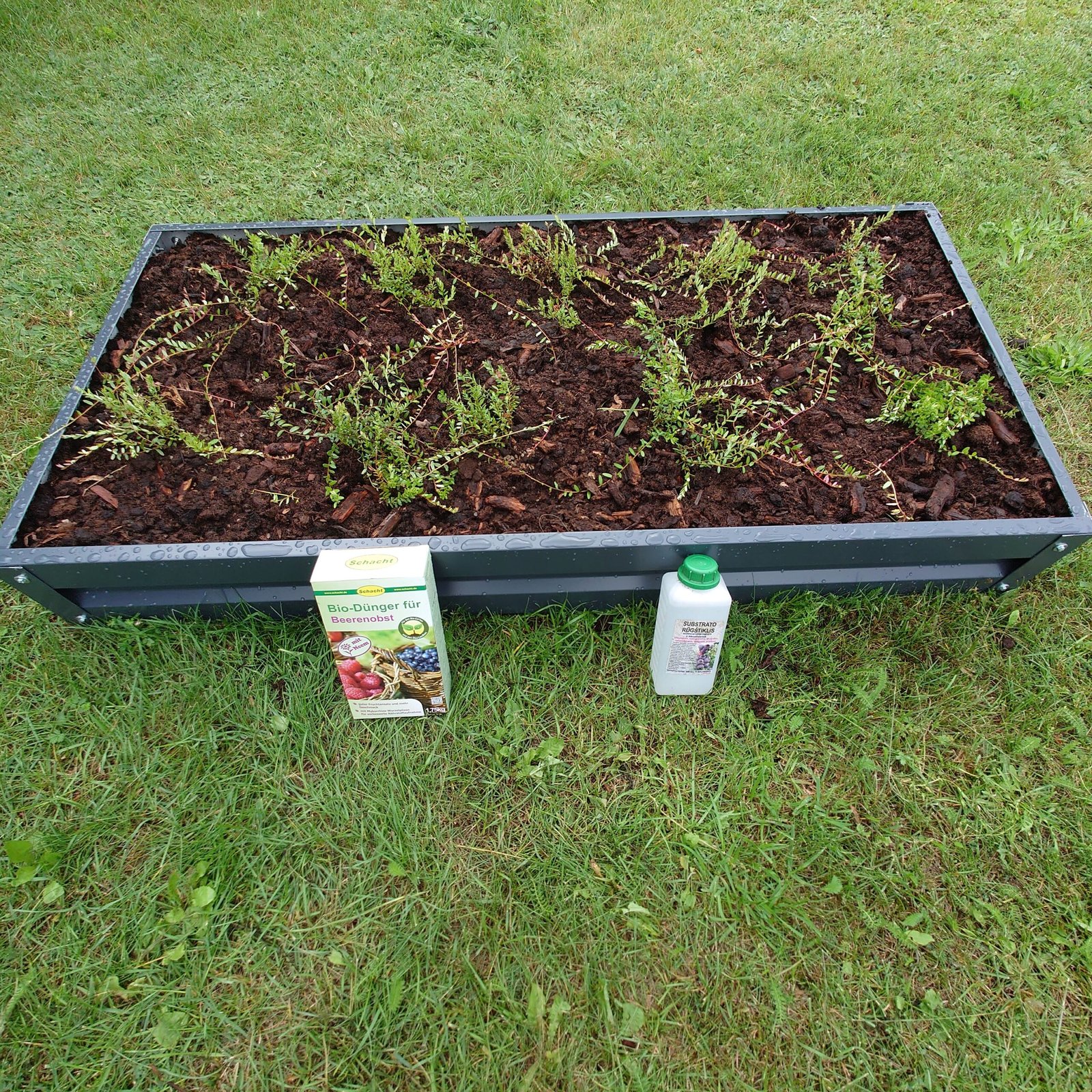 Spanguolių lysvės rinkinys