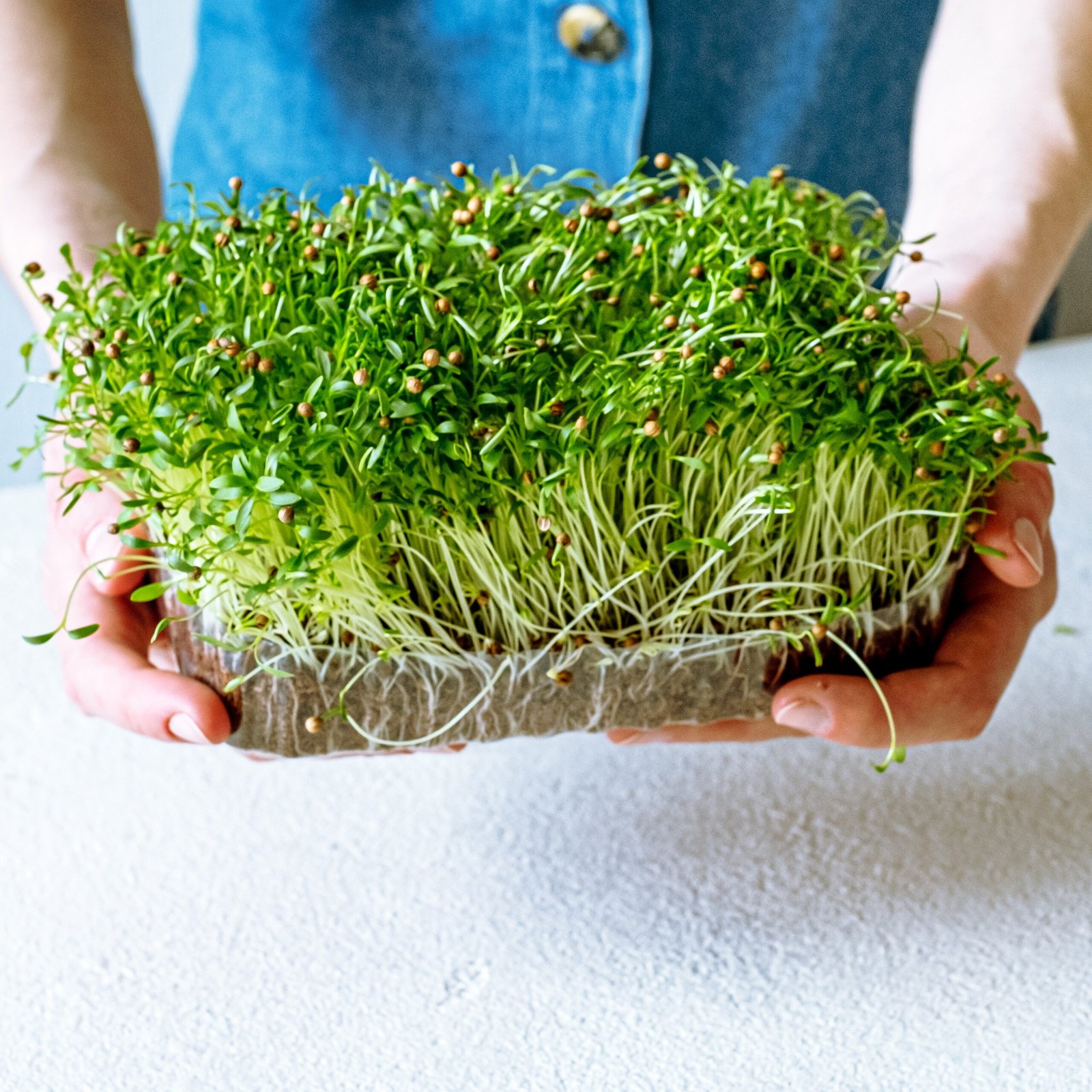 Kalendros mikrožalumynai