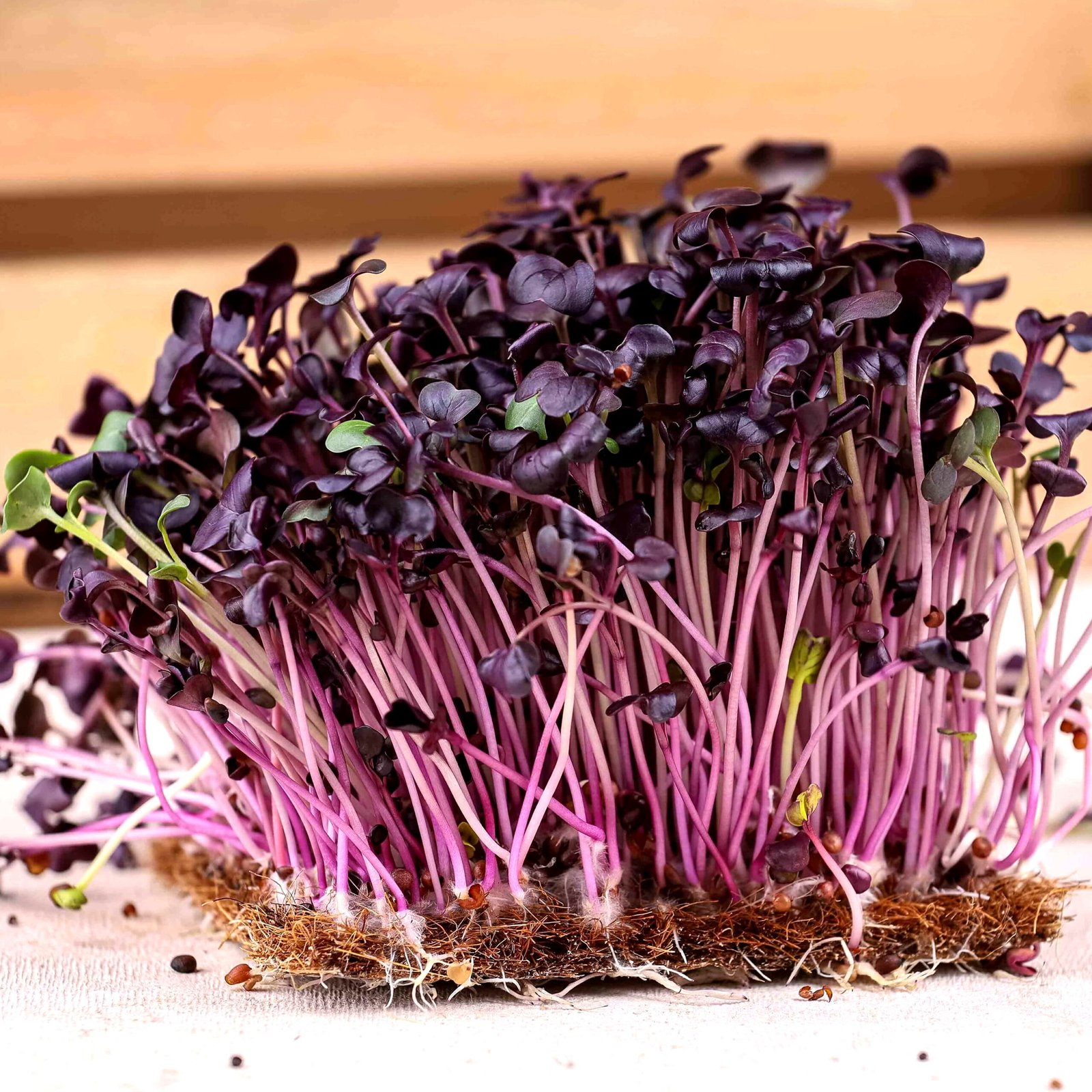 Raudonlapių ridikėlių mikrožalumynai