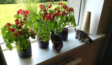 Pomidorai Ant Palangės