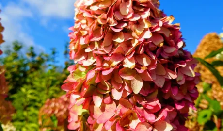 Šluotelinė hortenzija