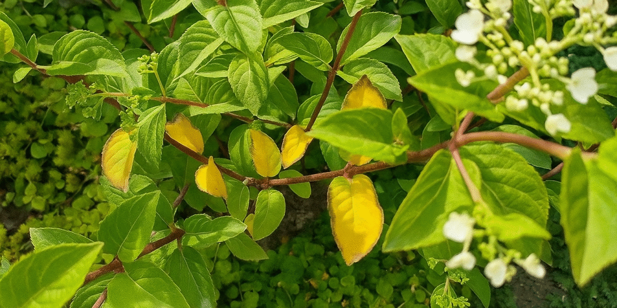 Gelsta hortemzijų lapai