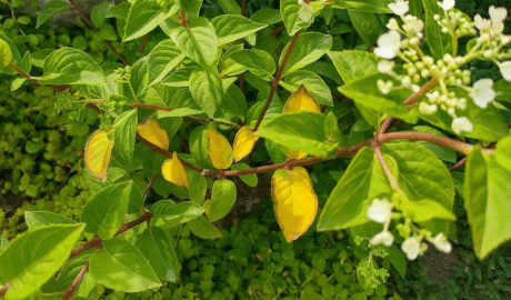 Gelsta hortemzijų lapai