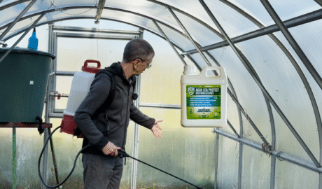 Šiltnamio dezinfekcija rudenį