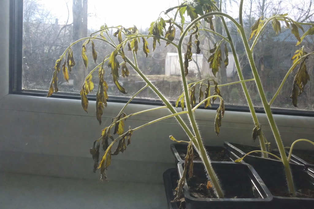 Pomidorų daigai skursta palangėje